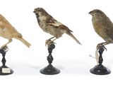 trois petits oiseaux perchés les uns à côté des autres sur un support métallique