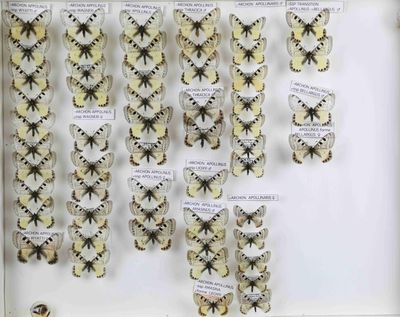 beaucoup de papillons accrochés au mur