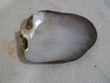 une coquille d'huître percée d'un trou au milieu