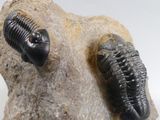a small trilobit on a rock with a white background
