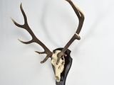 an image of a deer skull mounted on a wall