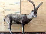 a goat that is standing on a rug in front of a wall