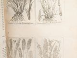four pages of a book with drawings of plants on them