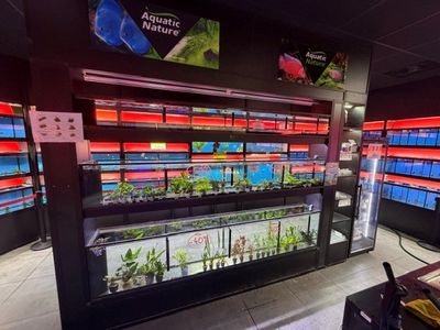 il y a beaucoup de poissons dans les vitrines du magasin