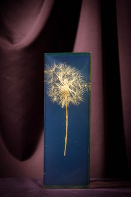 a close up of a dandelion on a blue background