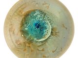 un bol en verre contenant une fleur bleue