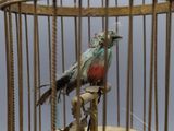a bird that is sitting in a cage on a table