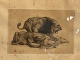 drawing of a lion and a lioness laying down on the ground