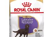 Royal Canin Labrador Retriever Adult – Croquettes pour chiens adultes