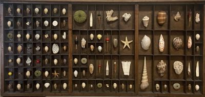 a lot of shells in a drawer on the wall