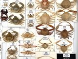 a lot of different types of crabs on display