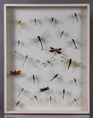 des libellules dans une boîte-cadre accrochée au mur