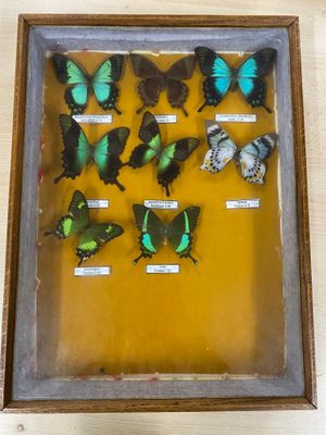 a picture of a display of butterflies in a wooden frame