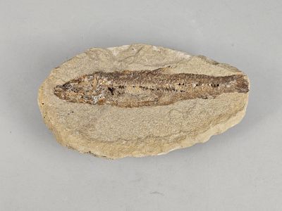 an image of a fossil fish on a rock on a white surface