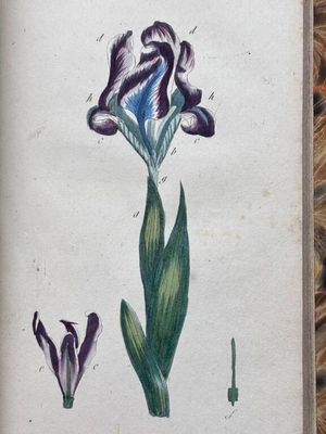 tableau représentant une fleur violette avec des feuilles vertes, dans un cadre en bois