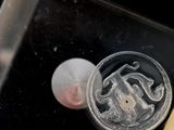 a coin in a glass case with a coin inside of it
