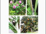 a picture of a book with pictures of plants on it