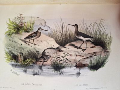 two birds that are standing on the rocks by the water