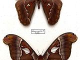 two large moths in a display case with labels on them