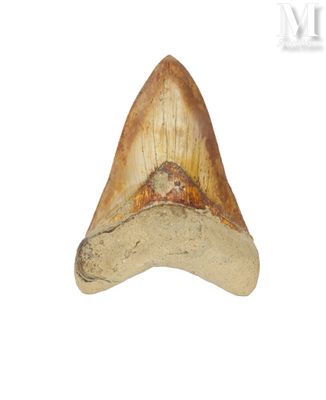 an image of a fossil tooth on a white background