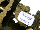 un autocollant posé sur une pile d'algues