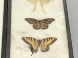 two butterflies that are in a box on a table