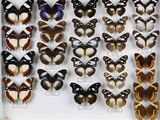 de nombreux types de papillons différents présentés dans une vitrine