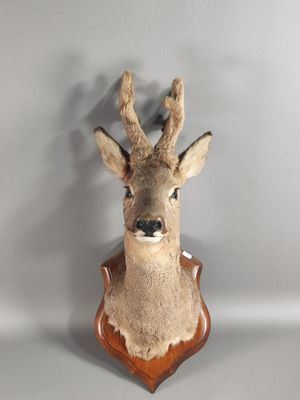 tête de cerf empaillée, fixée sur une plaque en bois accrochée au mur