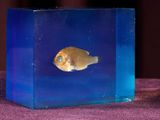 a small yellow fish in a blue box on a purple cloth