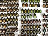 a lot of beetles that are hanging on the wall