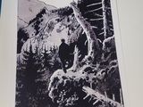 an open book with a black and white image of a bear in the woods