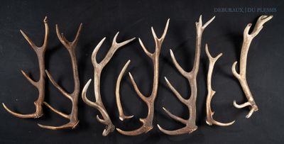 four pieces of antelope are arranged on a black surface