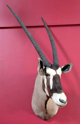 L'antilope est accrochée au mur rouge du bâtiment.
