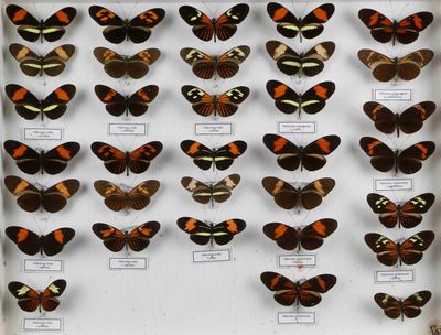 de nombreux types de papillons différents présentés dans une vitrine