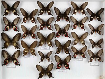 de nombreux papillons exposés dans une boîte blanche