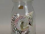 a glass jar with shells inside of it on a table