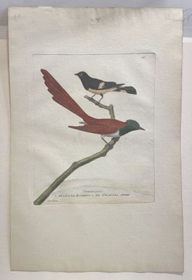 two birds perched on a branch of a tree