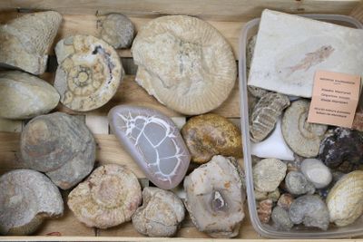 a wooden box filled with different types of rocks
