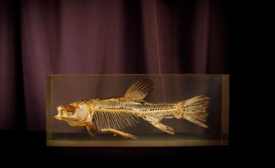 a fish skeleton in a glass box on a table