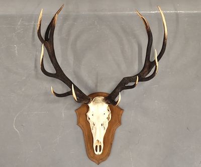 une antilope empaillée, fixée sur une plaque en bois avec ses cornes