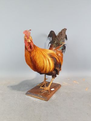 une statue représentant un coq posé sur un socle en bois