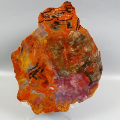 Fossiles de collection. Bois fossile, tranche polie, Arizona… - Photo 1