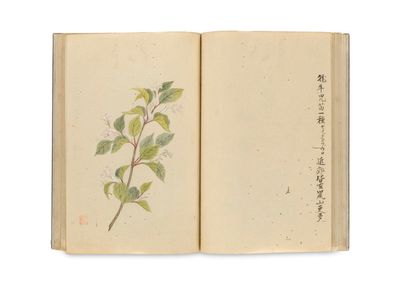 un livre ouvert sur lequel figure le dessin d'une plante