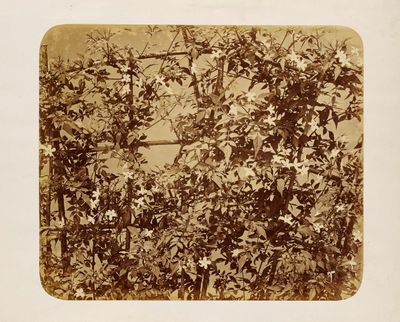 an old photo of a tree in the middle of a field