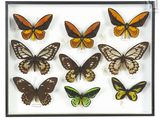 un gros plan sur un arrangement de papillons dans un cadre noir