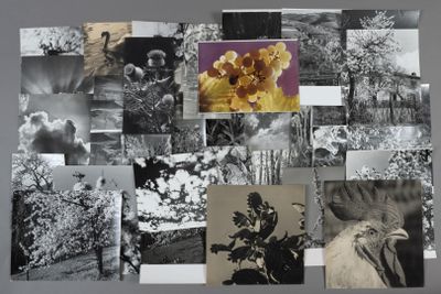 André GAMET (1919-2017) Varia. Nature : faune, flore, nuage,…