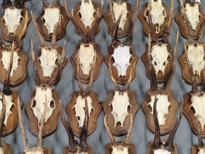 de nombreuses têtes d'animaux empaillées exposées au mur