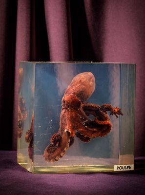an octopus in a glass box with a purple curtain behind it