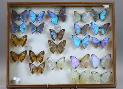 de nombreux papillons de toutes sortes présentés dans un cadre en bois