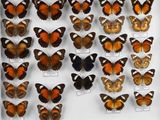de nombreux types de papillons différents présentés dans une vitrine